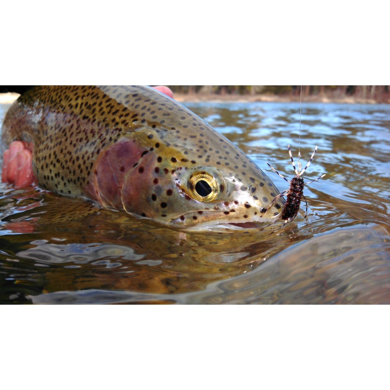 Top 12 Nymphs for Trout // Deadly Dozen Assortment