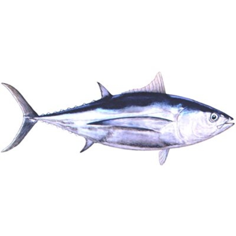 DCL100 – Decal  Albacore .75″ x 1.75″ (C435)