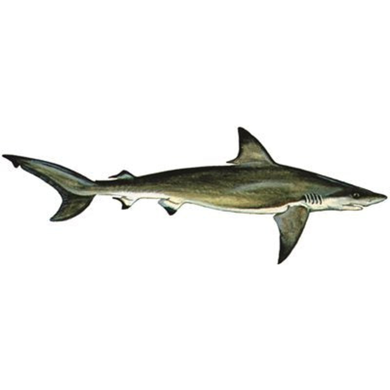 DCL113 – Decal Blacktip Shark .79″ x 2.22″ (C423)