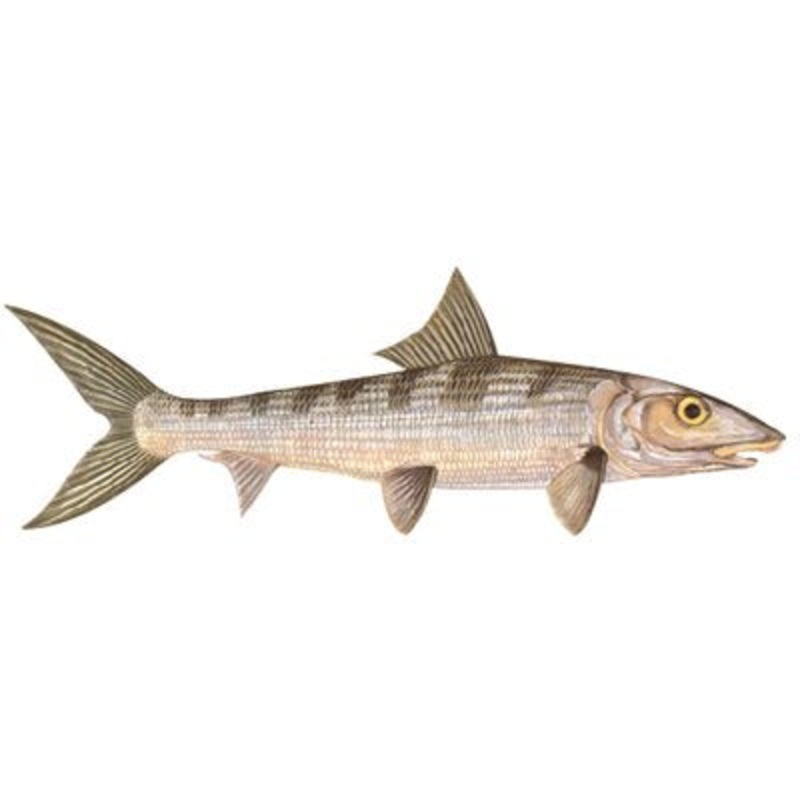 DCL120 – Decal  Bonefish  .63″ x 1.82″ (C407)