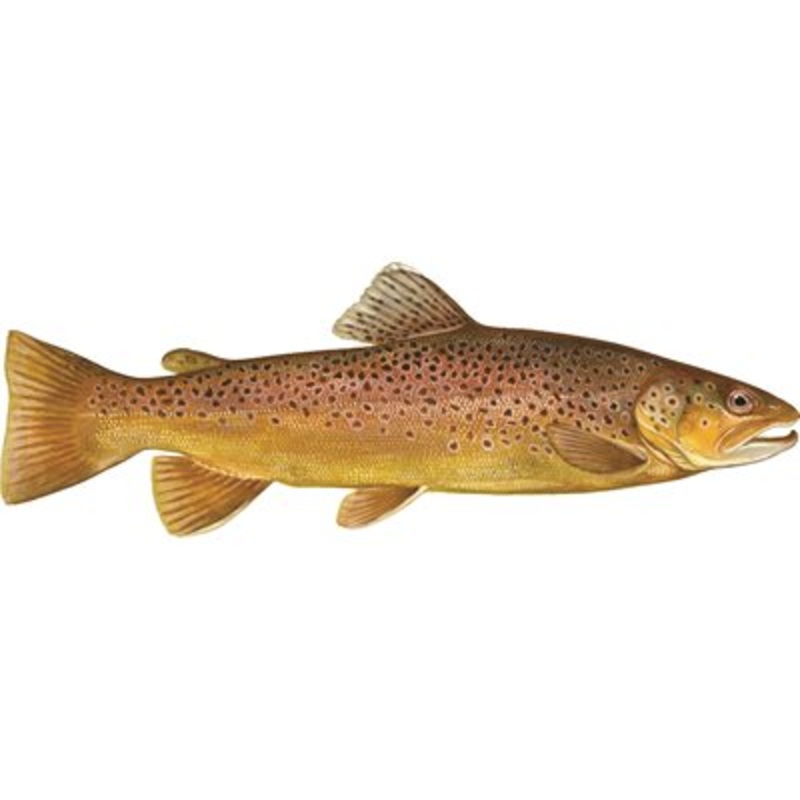 DCL121 – Decal  Brown Trout .42″ x 1.22″ (C472)