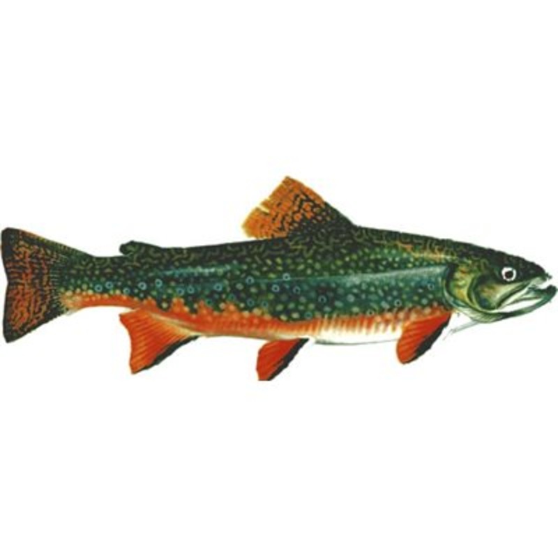 DCL122 – Decal  Brook Trout .29″ x .81″ (C481)