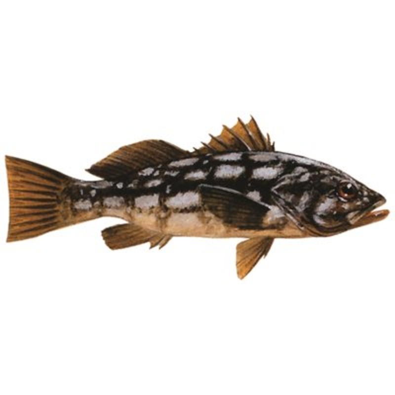 DCL123 – Decal Calico Bass  .57″ x 1.31″ (C402)