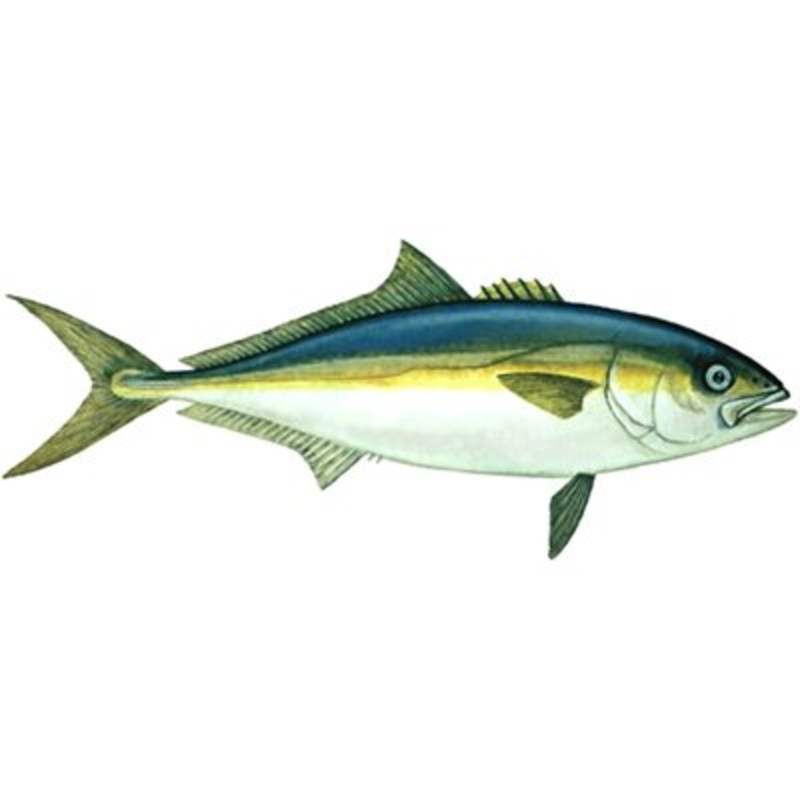 DCL127 – Decal Yellowtail (California) .71″ x 1.61″ (C441)