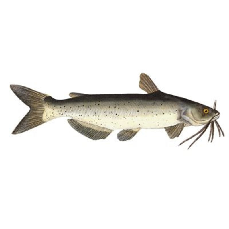 DCL130 – Decal  Channel Cat .57″ x 1.60″ (C408)