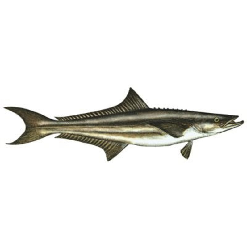 DCL133 – Decal  Cobia  .53″ x 1.71″ (C409)