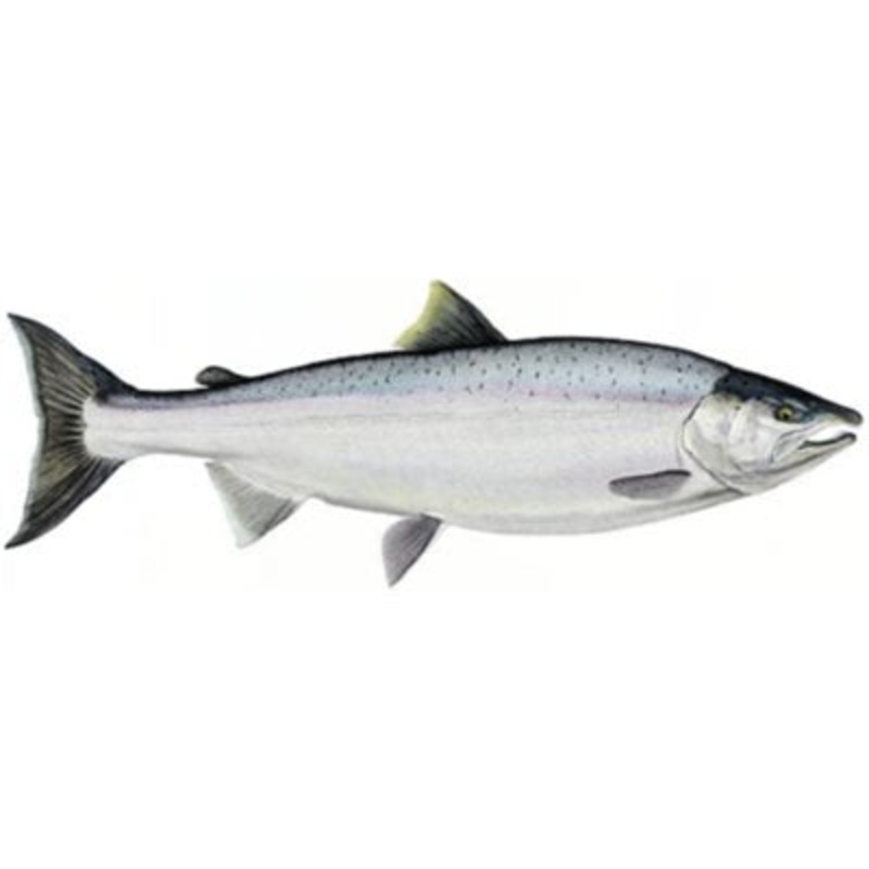 DCL135 – Decal Coho Salmon .51″ x 1.48″ (C502)