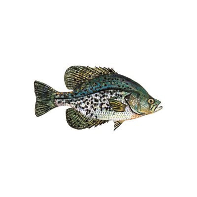 DCL137 – Decal Crappie (Black)  .42″ x .83″ (C411)