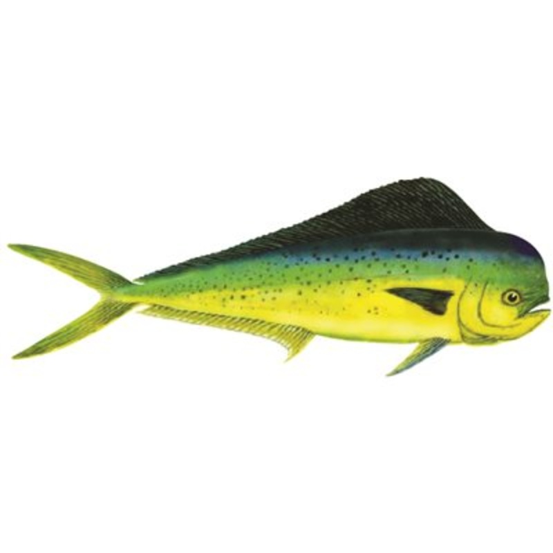 DCL139 – Decal Dolphin (Bull) .72″ x 1.96″ (C412)