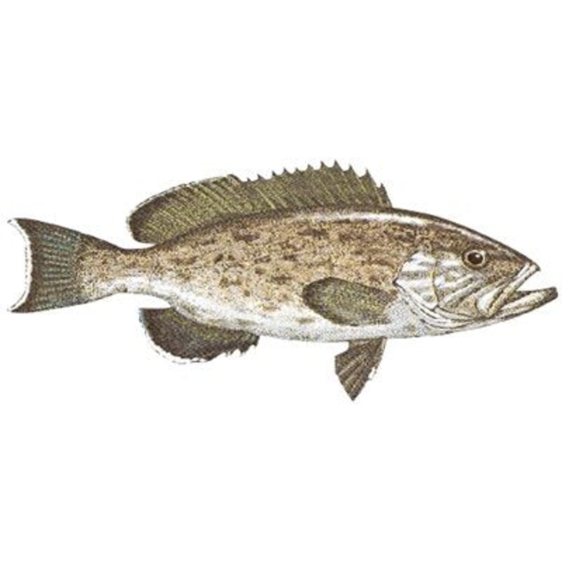 DCL146 – Decal  Gag grouper .74″ x 1.70″ (C451)