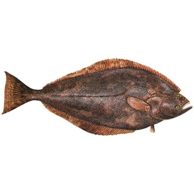 DCL149 – Decal Halibut (Pacific) .60″ x 1.49″ (C453)