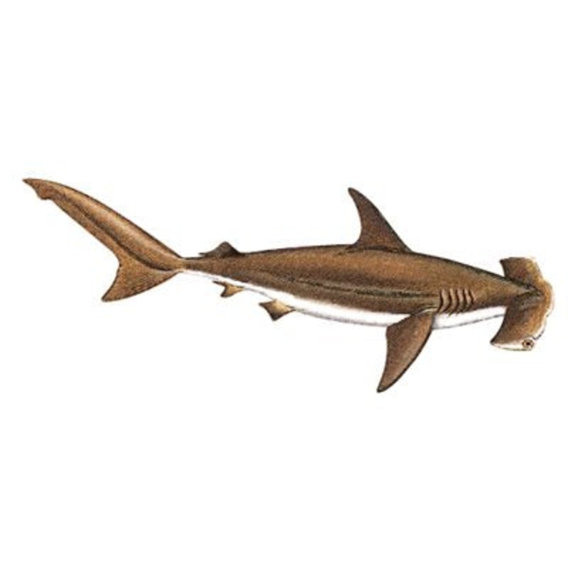 DCL150 – Decal  Hammerhead Shark .78″ x 2.28″ (C424)