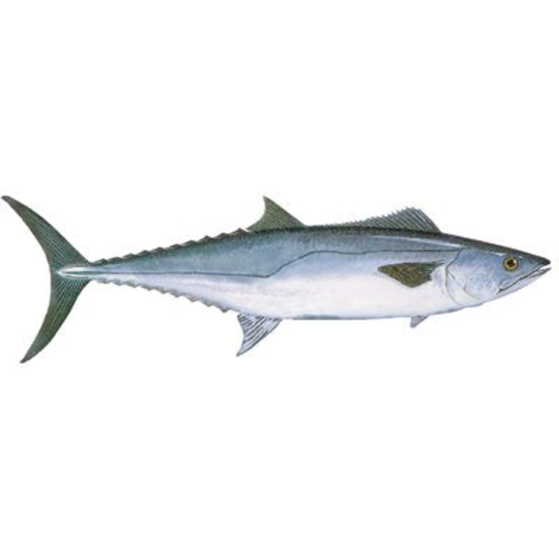 DCL152 – Decal  King Mackerel  .67″ x 2.22″ (C415)