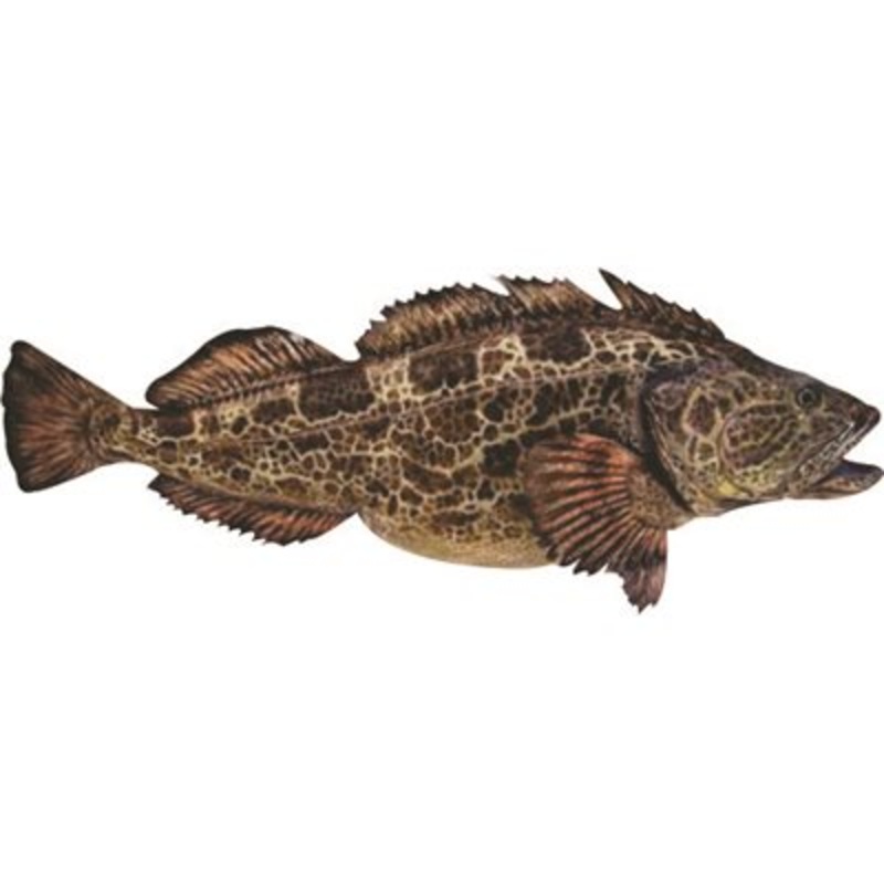 DCL159 – Decal Lingcod .80″ x 1.85″ (C511)