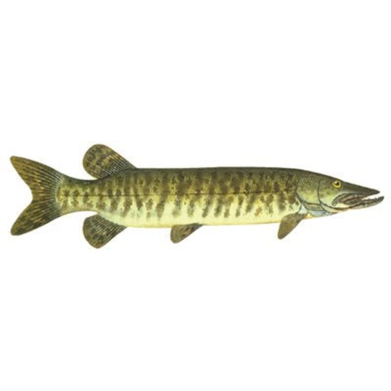 DCL163 – Decal  Muskie .52″ x 1.86″ (C417)