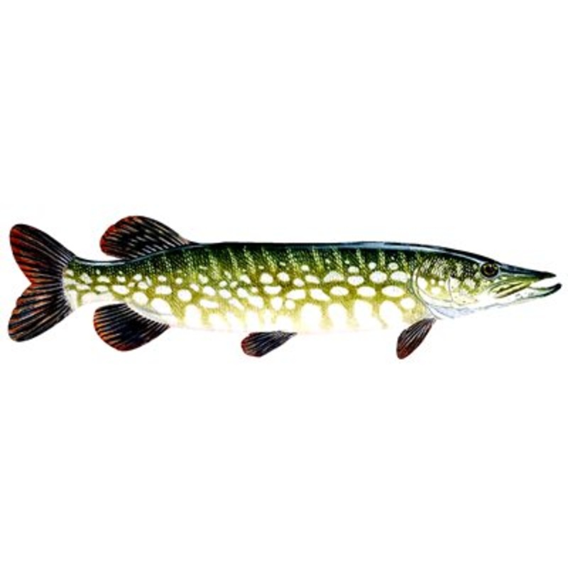 DCL166 – Decal  Northern Pike .46″ x 1.68″ (C480)