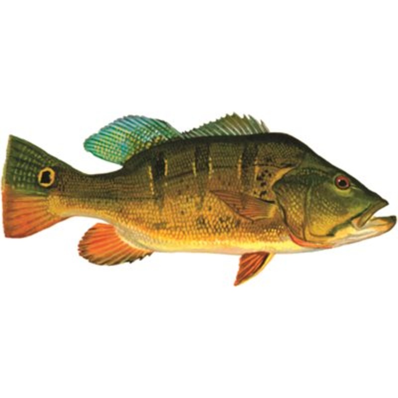 DCL167 – Decal Peacock Bass .60″ x 1.36″ (C470)