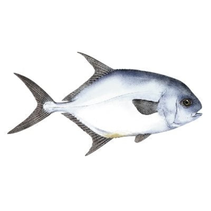 DCL169 – Decal  Permit .65″ x 1.23″ (C418)