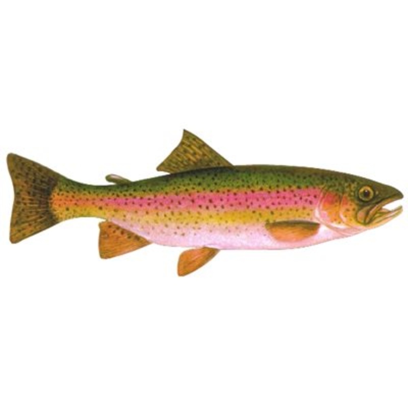 DCL170 – Decal Rainbow Trout .47″ x 1.16″ (C432)