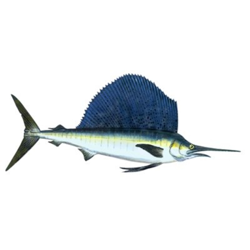 DCL176 – Decal  Sailfish .67″ x 1.82″ (C421)