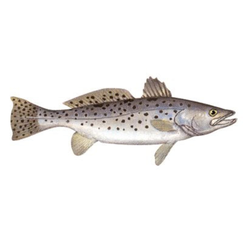 DCL178 – Decal Sea Trout .61″ x 1.56″ (C433)