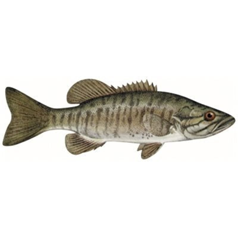 DCL181 – Decal Smallmouth Bass .38″ x 1.12″ (C466)