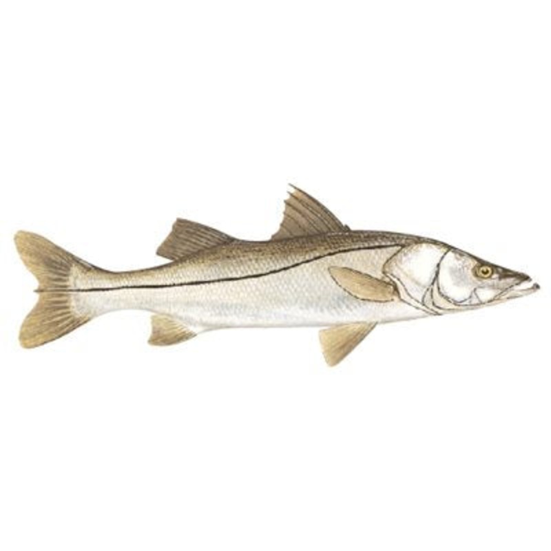 DCL183 – Decal Snook .58″ x 1.66″ (C430)