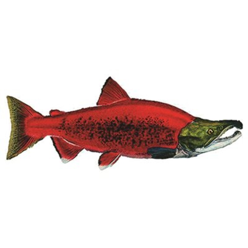 DCL184 – Decal Sockeye Salmon .40″ x 1.02″ (C503)