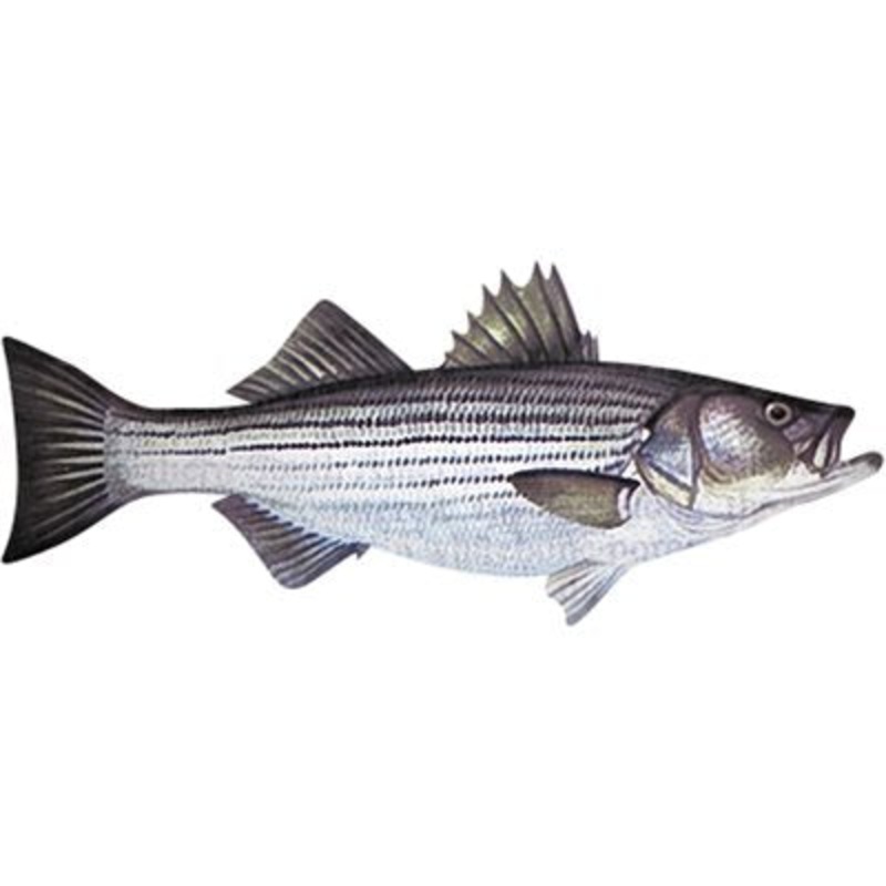 DCL188 – Decal Striped Bass .78″ x 1.88″ (C404)
