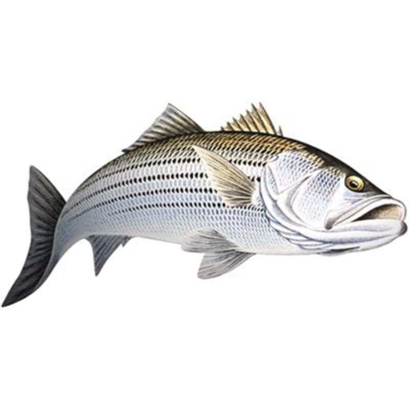 DCL190 – Decal Striped Bass (Action1) .76″ x 1.51″ (C476)