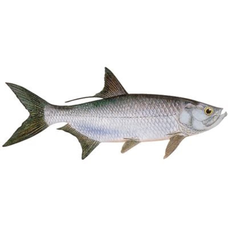 DCL195 – Decal Tarpon .77″ x 1.87″ (C431)