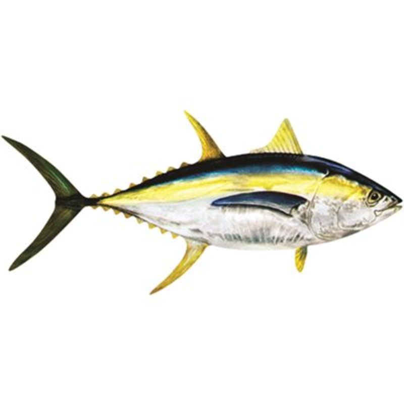 DCL207 – Decal Yellowfin Tuna .88″ x 1.89″ (C438)