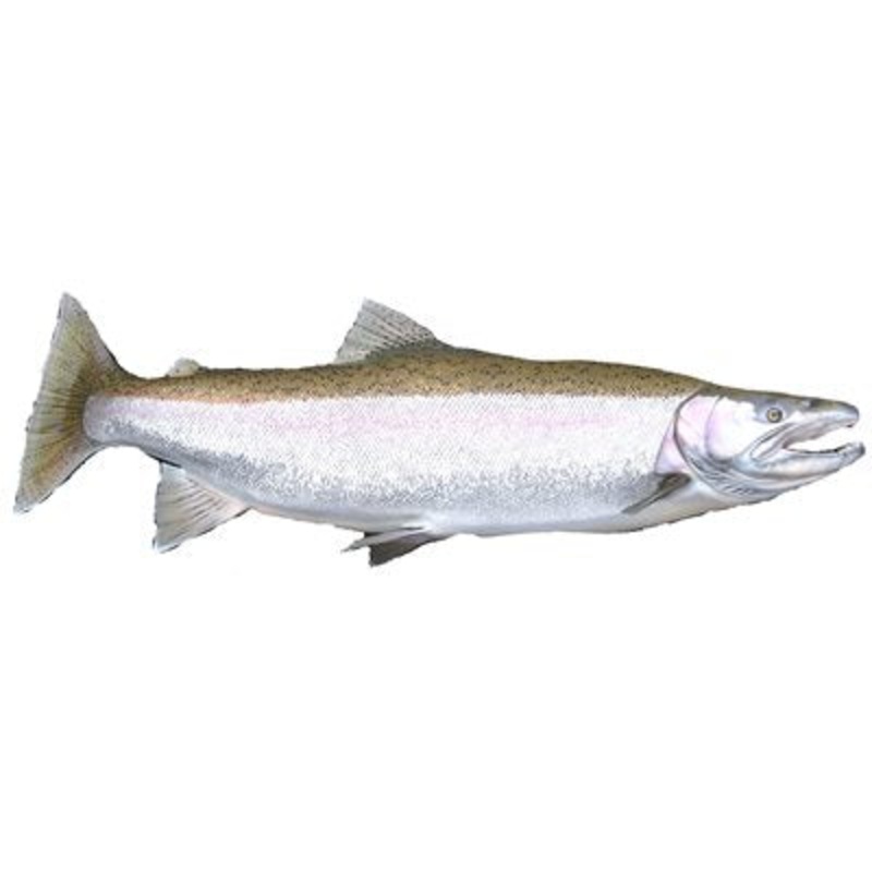 DCL223 – Decal Steelhead (C434)
