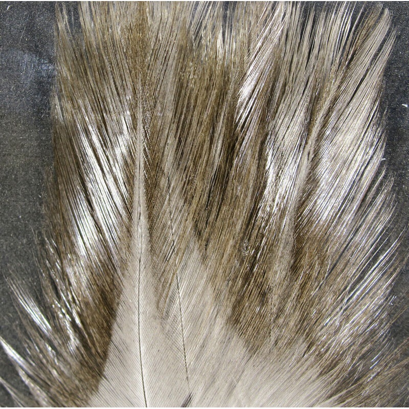 Hareline Coq De Leon