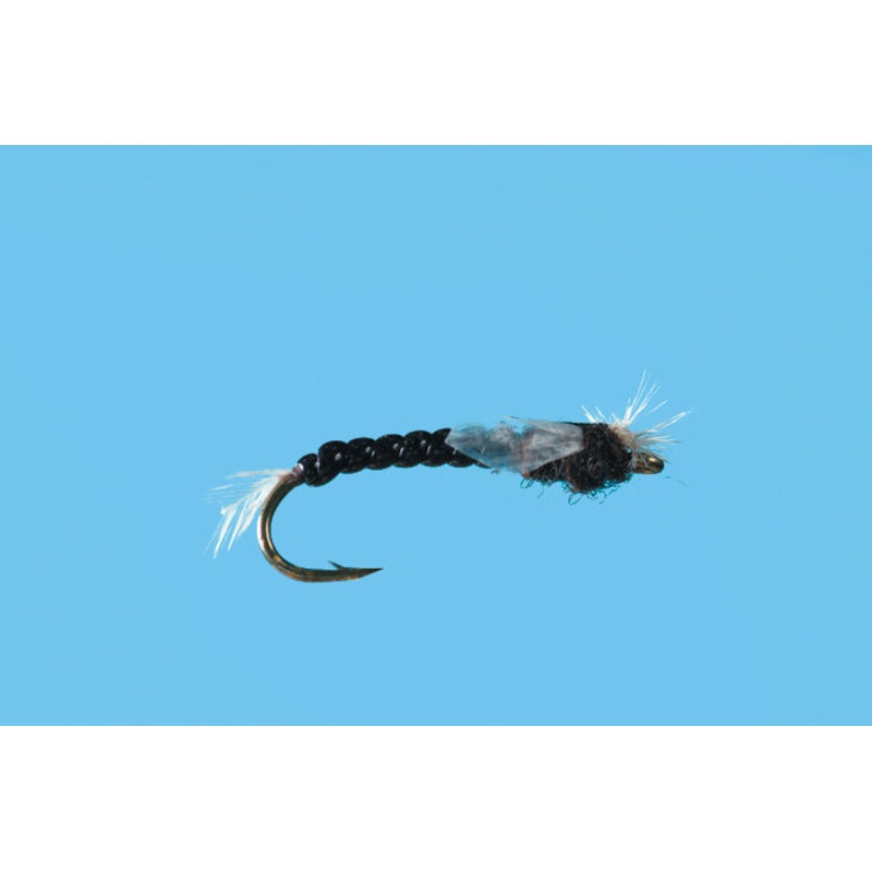 Chironomid