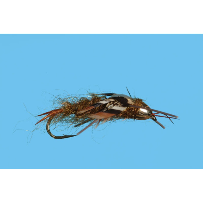 Conehead Stonefly