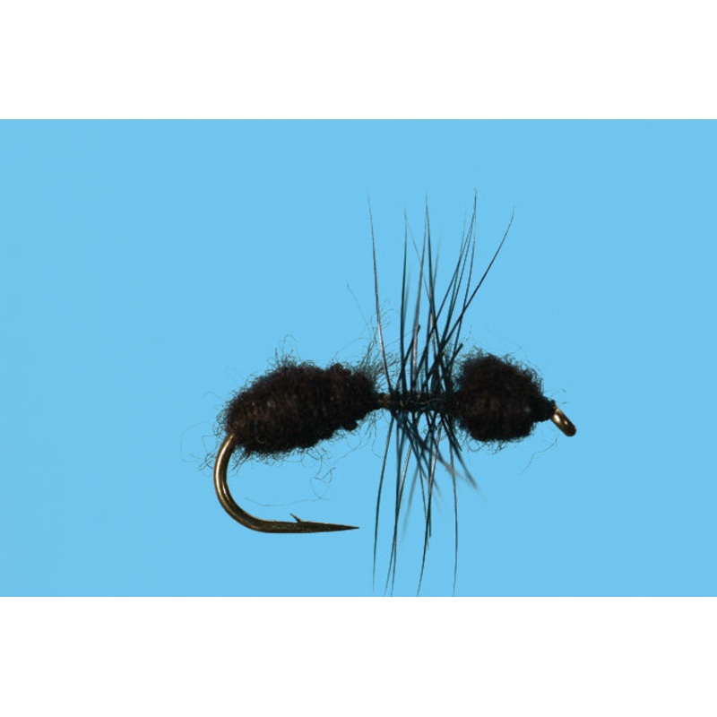 Ant