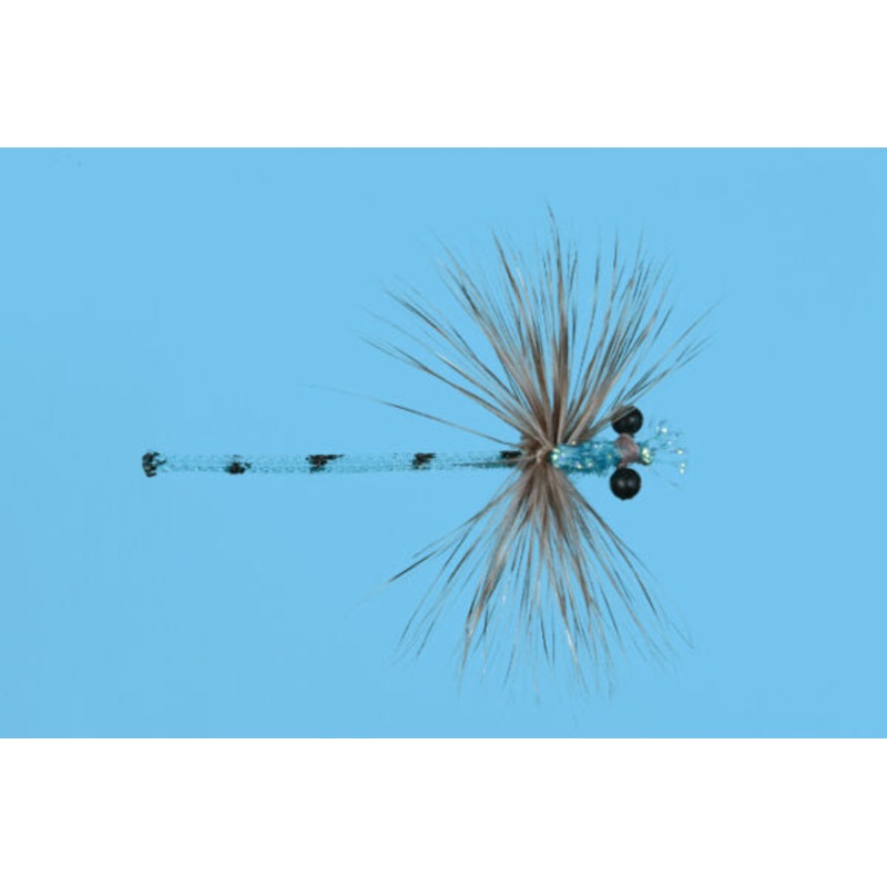 Blue Adult Damsel