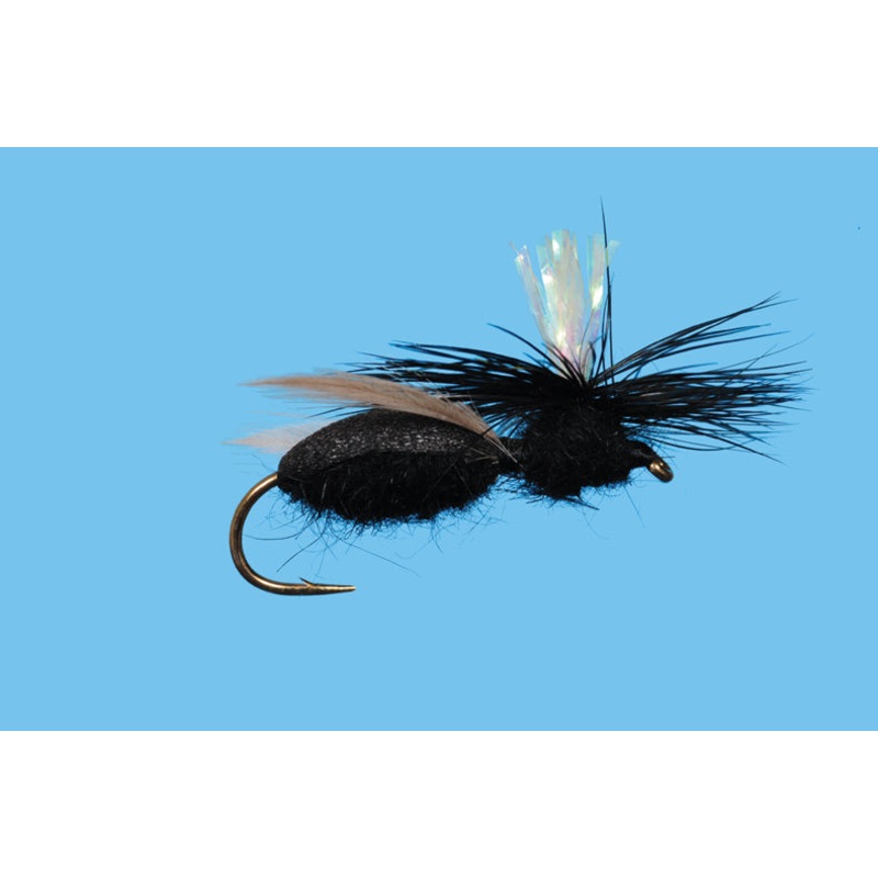 Carpenter Ant