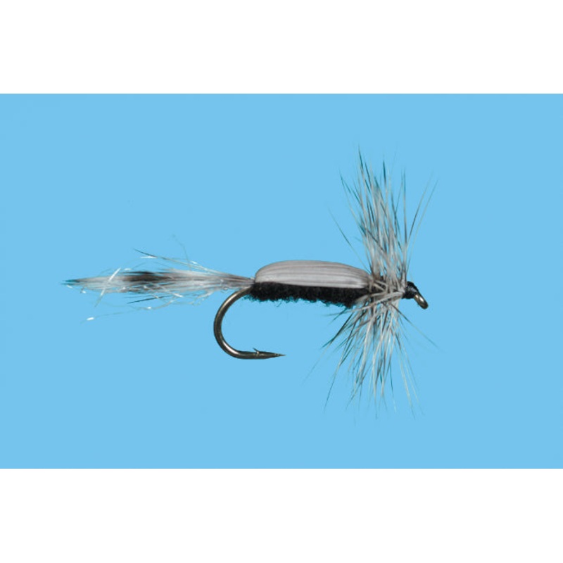 Chironomid Adult