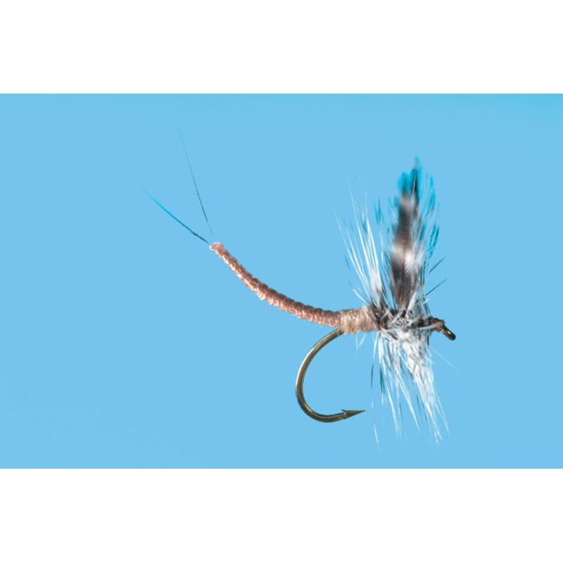 Extended Body Callibaetis