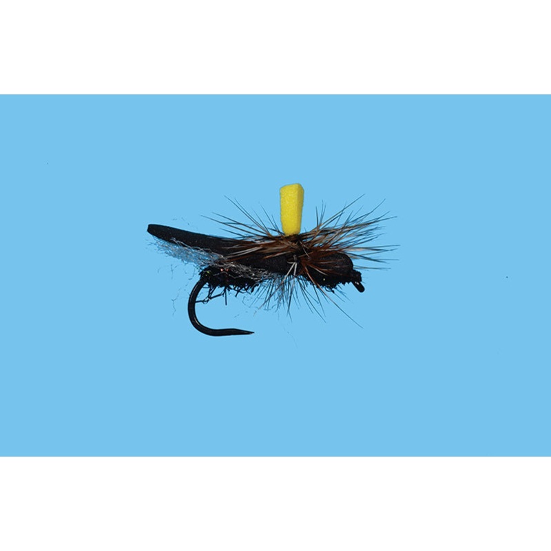 Flat Wing Ant