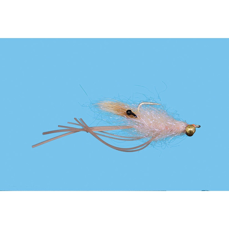 Ghost Rider Shrimp