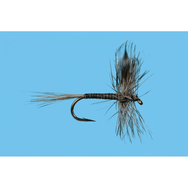 Mosquito