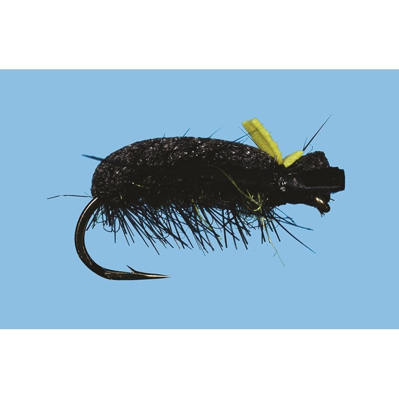 Sneaky Pete Beetle