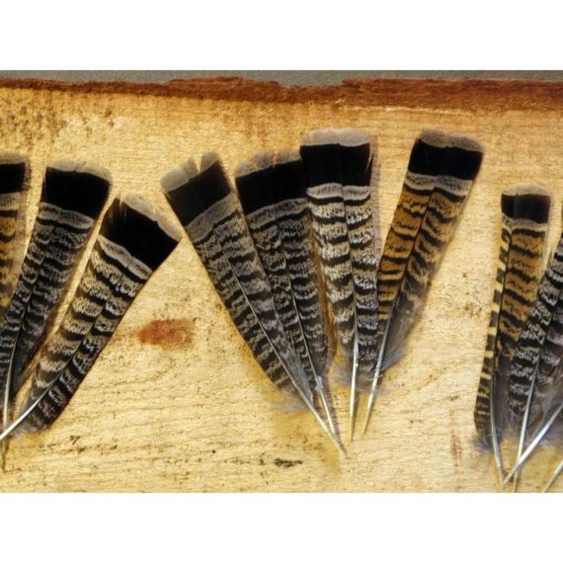Cinnamon Tip Turkey Tail Feather