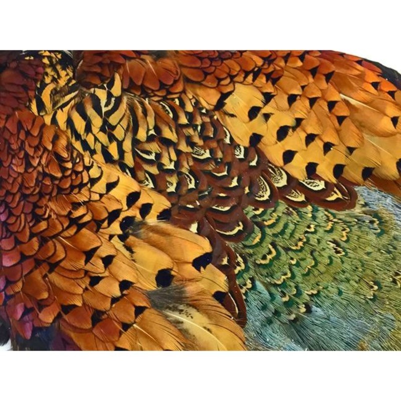 RingNeck Pheasant Skin