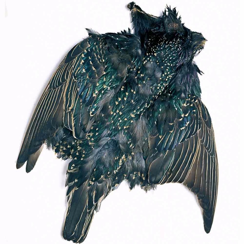 Starling Skin