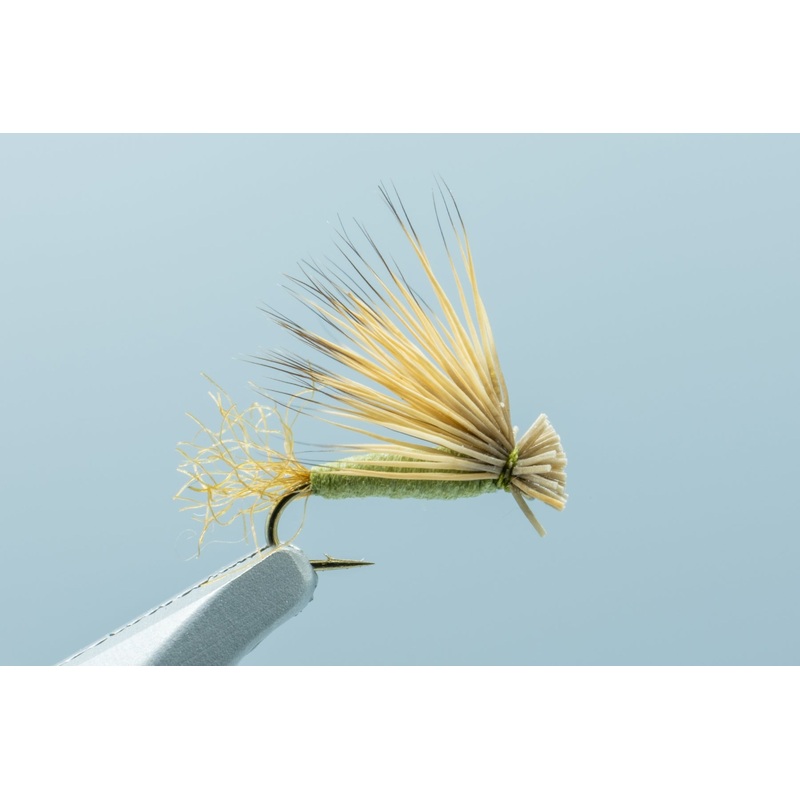 X Caddis Foam Olive #14