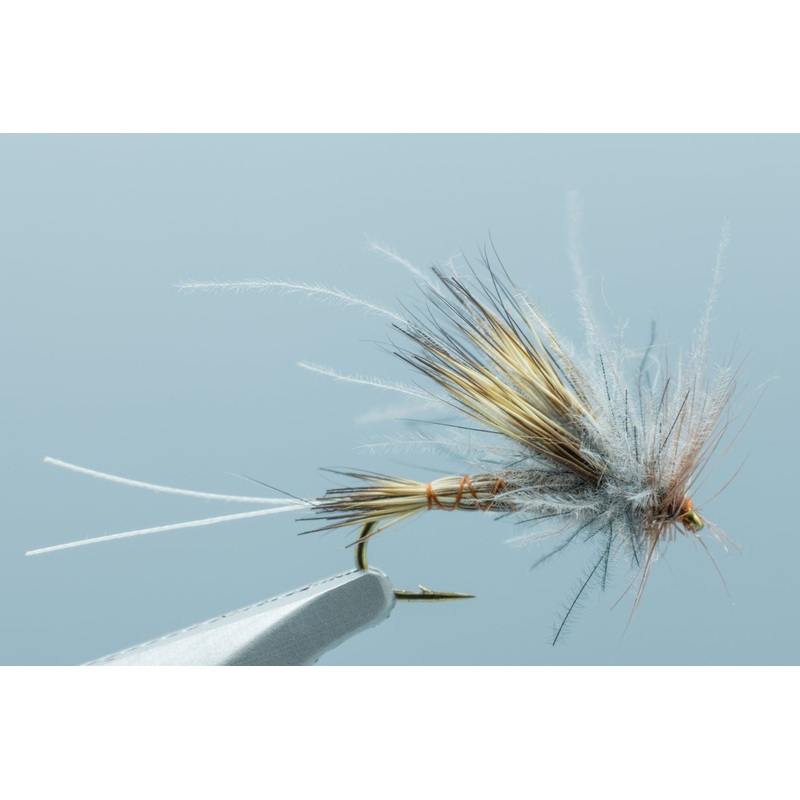 Johnson’s Mimic May ISO #14